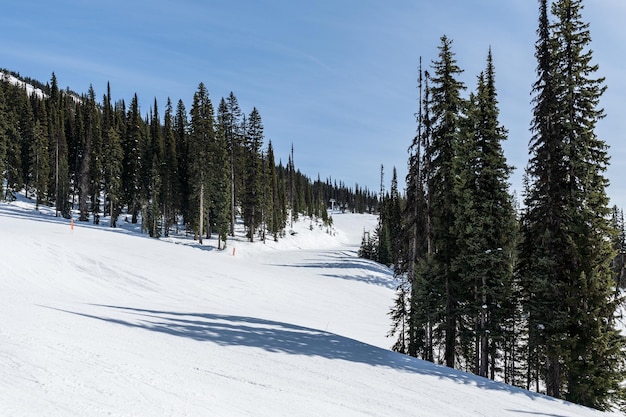 Sendero de la estación de esquí cubierto de nieve y árboles verdes altos revelstoke columbia británica