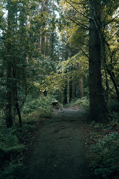 Sendero estrecho en el bosque verde de Irlanda