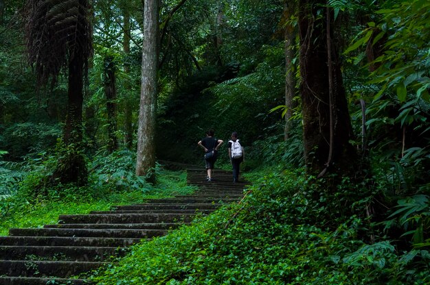 Sendero forestal del área protegida del bosque Xitou de Taiwán