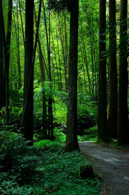 Sendero forestal del área protegida del bosque Xitou de Taiwán