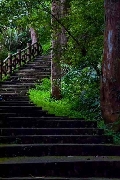 Sendero forestal del área protegida del bosque Xitou de Taiwán