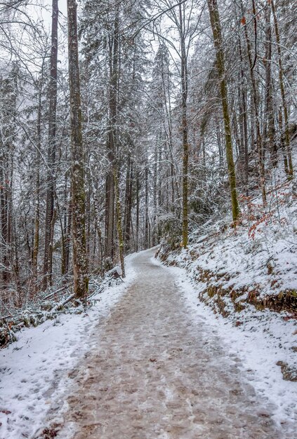 sendero forestal en invierno