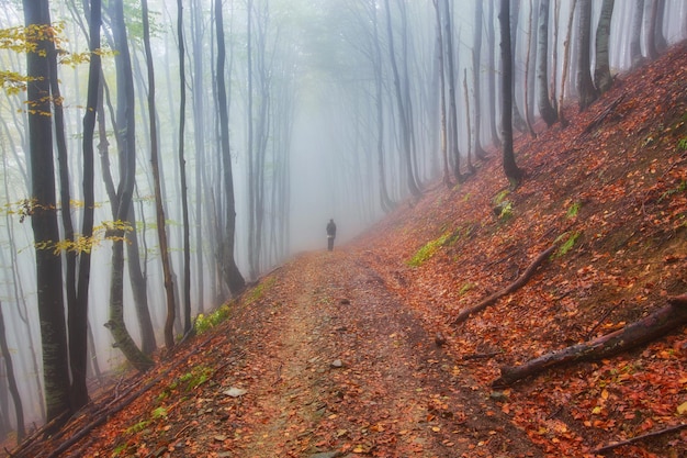 Sendero forestal en las montañas el día de otoño