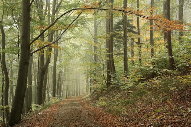 Sendero forestal en un paisaje otoñal a principios de octubre