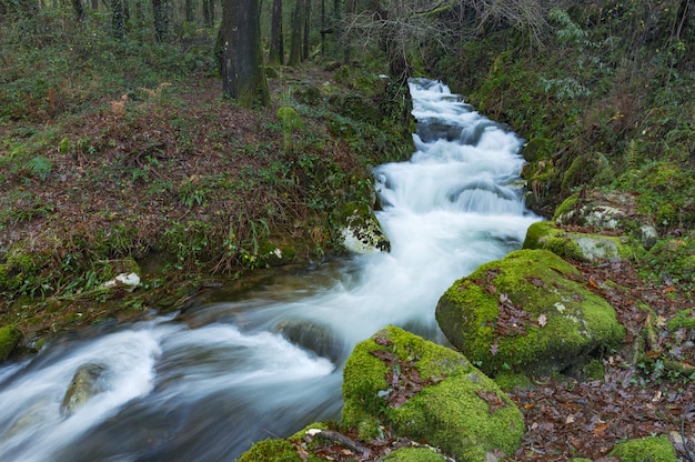 Sendero forestal que corre paralelo al río da Fraga