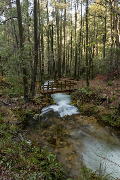 Sendero forestal que corre paralelo al río da Fraga