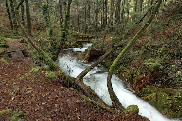 Foto sendero forestal que corre paralelo al río da fraga