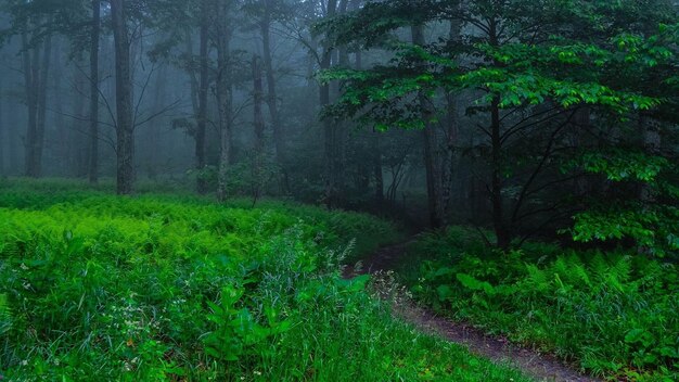 Foto un sendero forestal con un sendero que atraviesa la niebla