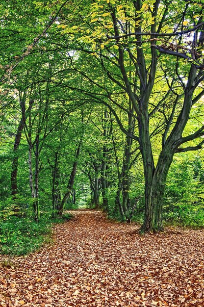 Sendero en hermoso bosque