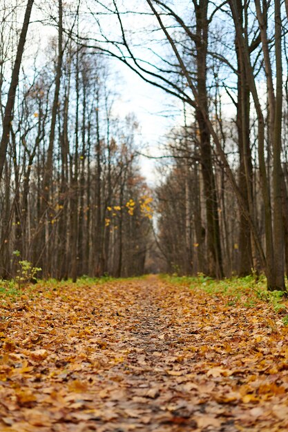 Sendero con hojas caídas en un bosque