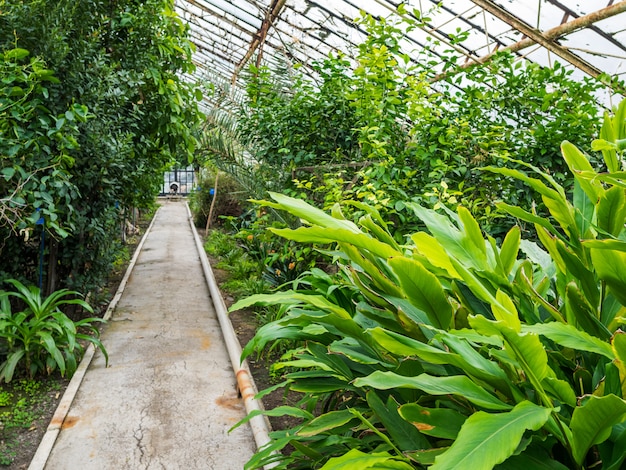 Sendero en el invernadero con plantas tropicales. El techo de cristal pasa la luz del día