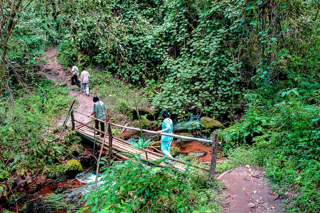 Sendero en la jungla de jardín