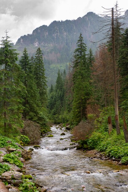 Sendero bajo la lluvia en el valle de Koscieliska, montañas Tatra, Polonia