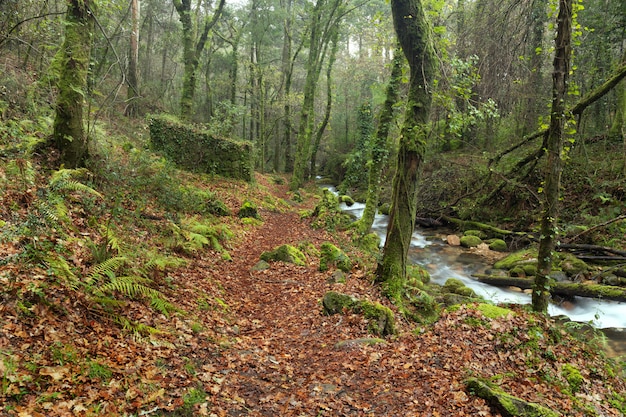 Sendero a lo largo del río Fraga