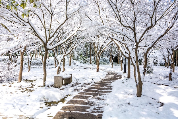 Sendero de madera en el parque de invierno