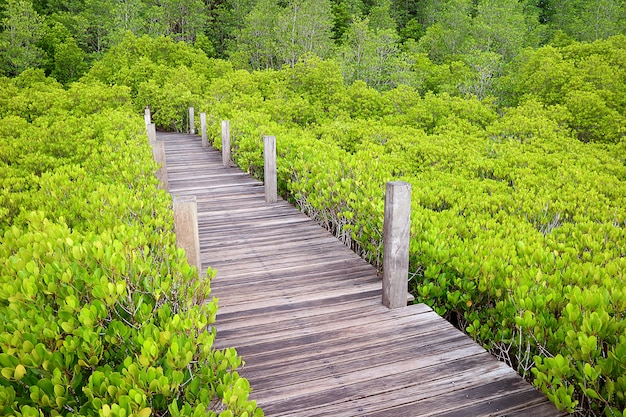 Sendero de madera en el verde brillante manglar estimulado o bosque de manglares indio de la provincia de Rayong,