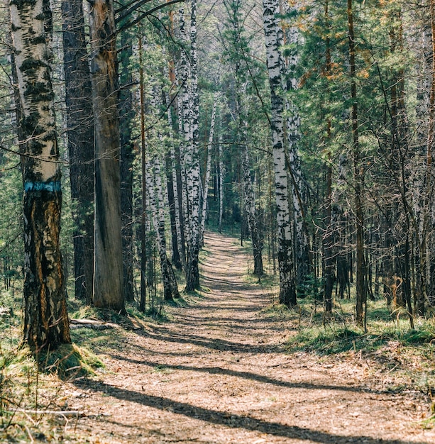 Sendero marcado en el bosque de abedules