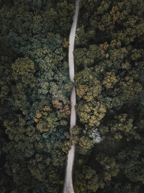 Sendero en medio de árboles en el bosque
