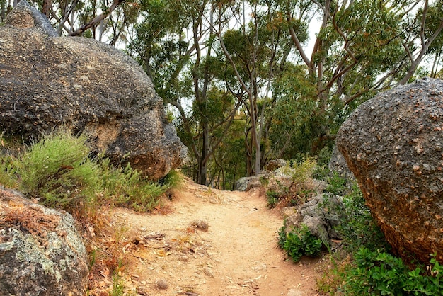 Sendero de montaña aislado en Table Mountain en un día soleado Sendero montañoso rodeado de arbustos y árboles verdes Atracción turística popular en Ciudad del Cabo Senderos para explorar