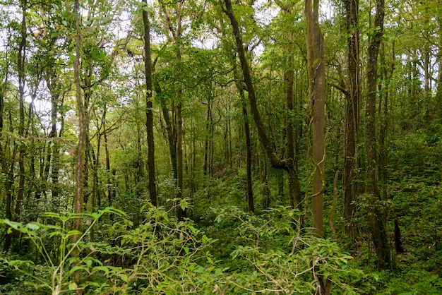 Sendero natural de Kew Mae Pan Sendero de trekking que conduce a través de la selva