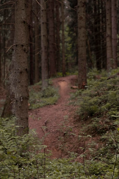 Sendero en un oscuro bosque de abetos del norte con un enfoque selectivo suave