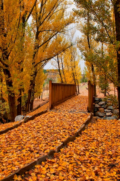 Sendero otoñal en las casas de don diego en el parque natural sierra de baza