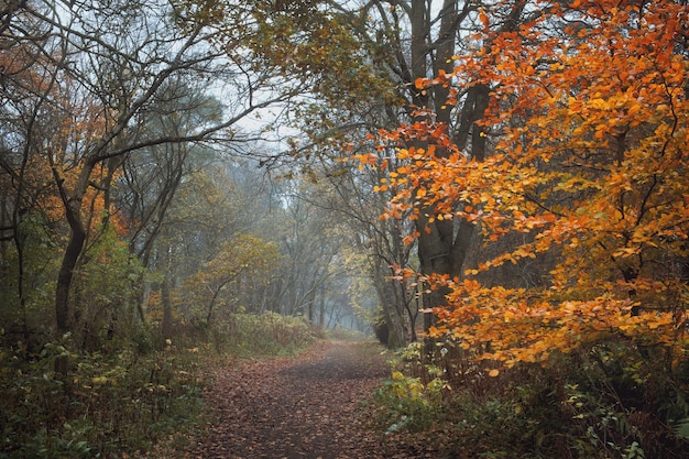 Sendero de otoño en el parque polkemmet country park west lothian escocia