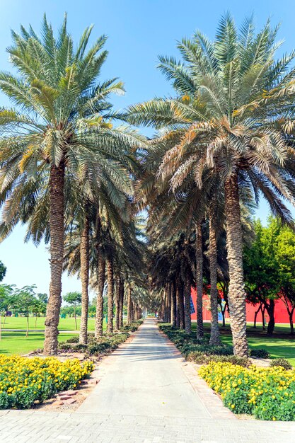 Foto sendero con palmeras en el parque de la ciudad callejón con palmeras y patas para relajarse en el parque de la ciudad