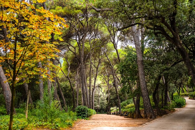 sendero en el parque, arboleda verde, fresco, lugar ideal para la meditación