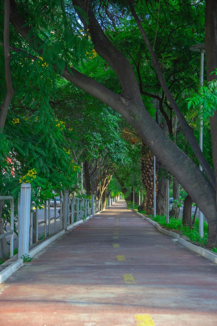 sendero en un parque público rodeado de árboles