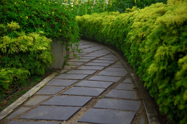 El sendero pavimentado entra en el parque entre arbustos verdes.