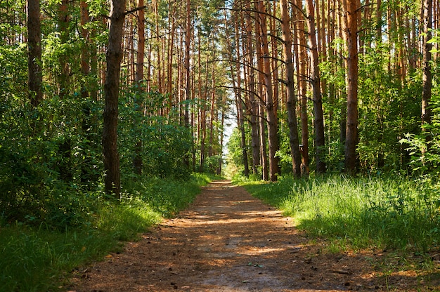 Sendero para personas en el bosque verde.