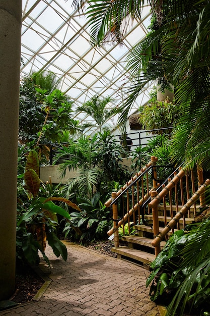 Sendero a pie del jardín botánico de la selva tropical con escaleras de bambú