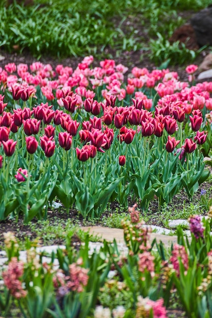 Sendero a pie del jardín a través del jardín de tulipanes de primavera