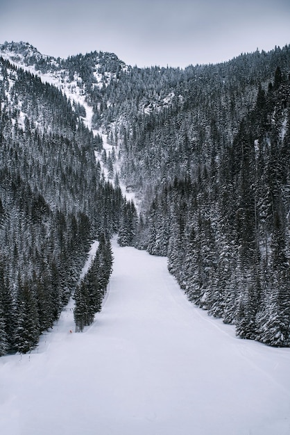 Un sendero en el pinar cubierto de nieve después de fuertes y severas nevadas