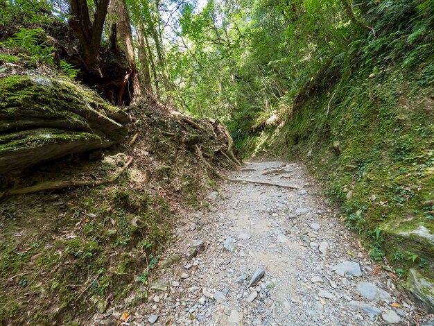 Sendero que atraviesa el bosque verde.