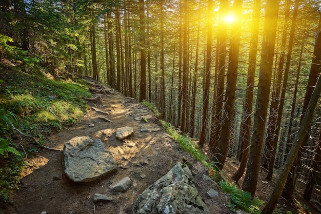 Sendero rocoso de ecoturismo a través del bosque