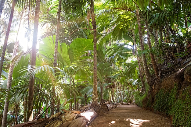 Sendero en la selva tropical. El bosque de palmeras de Vallee De Mai (May Valley) orgullo nacional de Seychelles, isla de Praslin
