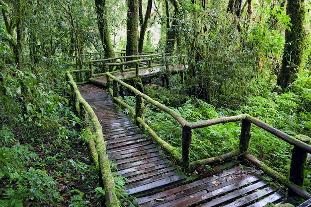 El sendero en la selva tropical.