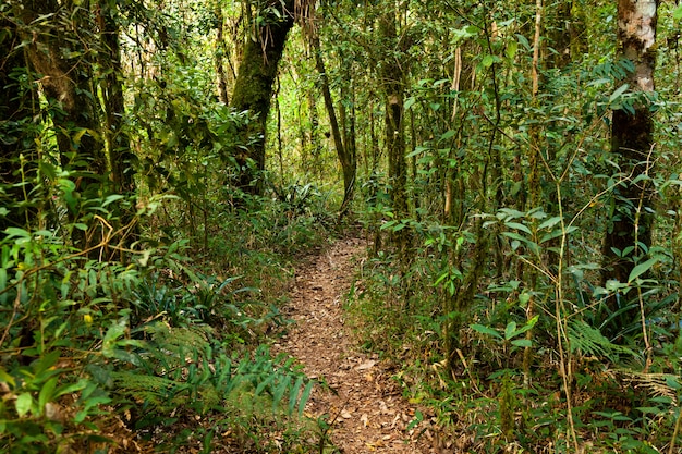 Sendero de la selva vacía en América del sur Brasil