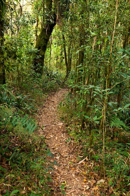 Sendero de la selva vacía en América del sur Brasil