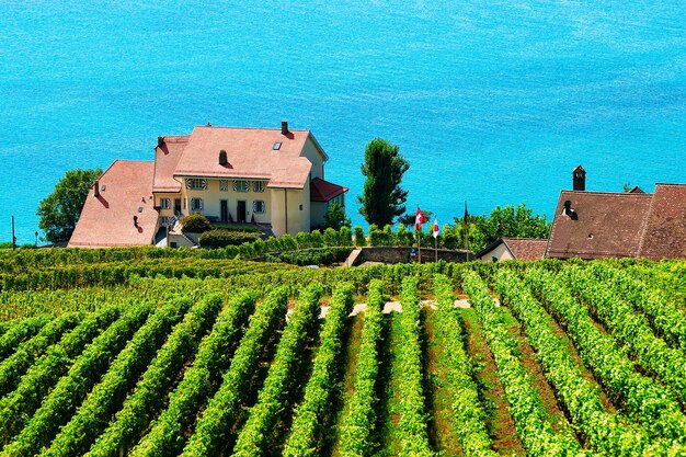 Sendero de terrazas de viñedos de Lavaux, lago de Ginebra, distrito de Lavaux-Oron, Suiza