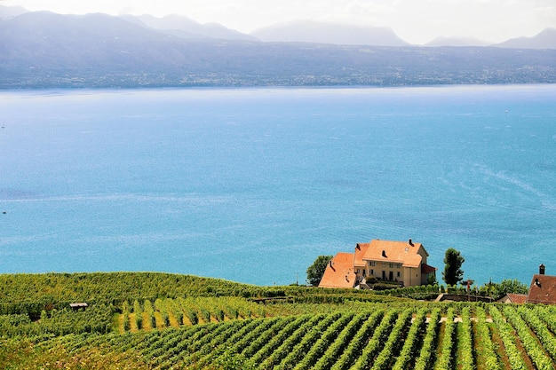 Sendero de terrazas de viñedos de Lavaux, lago de Ginebra y montañas suizas, distrito de Lavaux-Oron, Suiza
