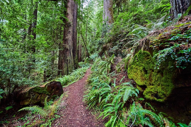 Sendero de tierra simple a través del bosque Redwoods