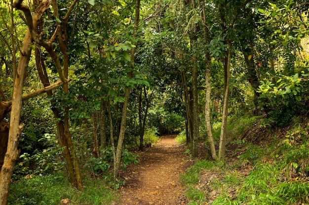 Sendero en "Los Tilos de Moya", Gran Cananrias