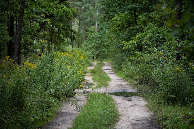 Foto sendero tranquilo en un bosque verde brillante, increíble vida salvaje