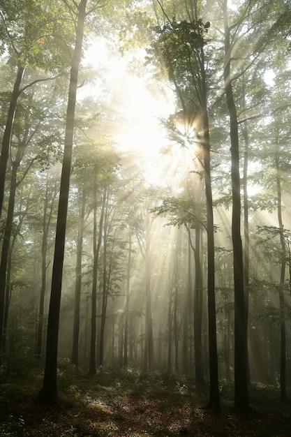 Sendero a través de un bosque de coníferas durante el amanecer en la niebla