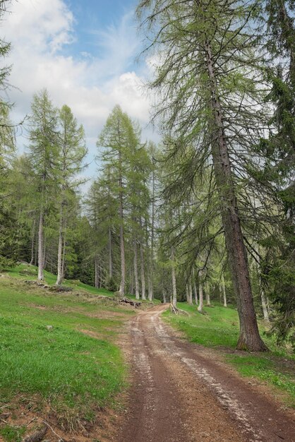 sendero a través del bosque Italia