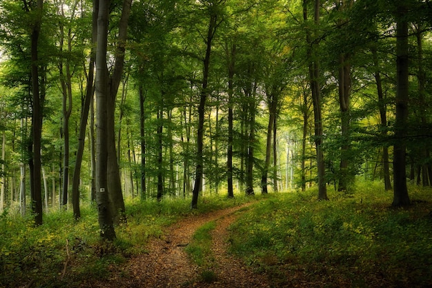 Sendero a través del bosque otoñal de ensueño