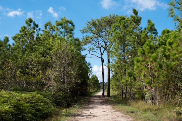 Sendero de trekking